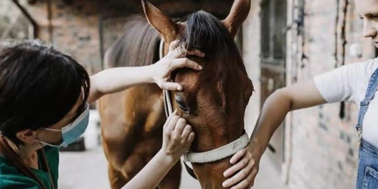 Establecen vacunación obligatoria contra encefalomielitis equina en todo el país