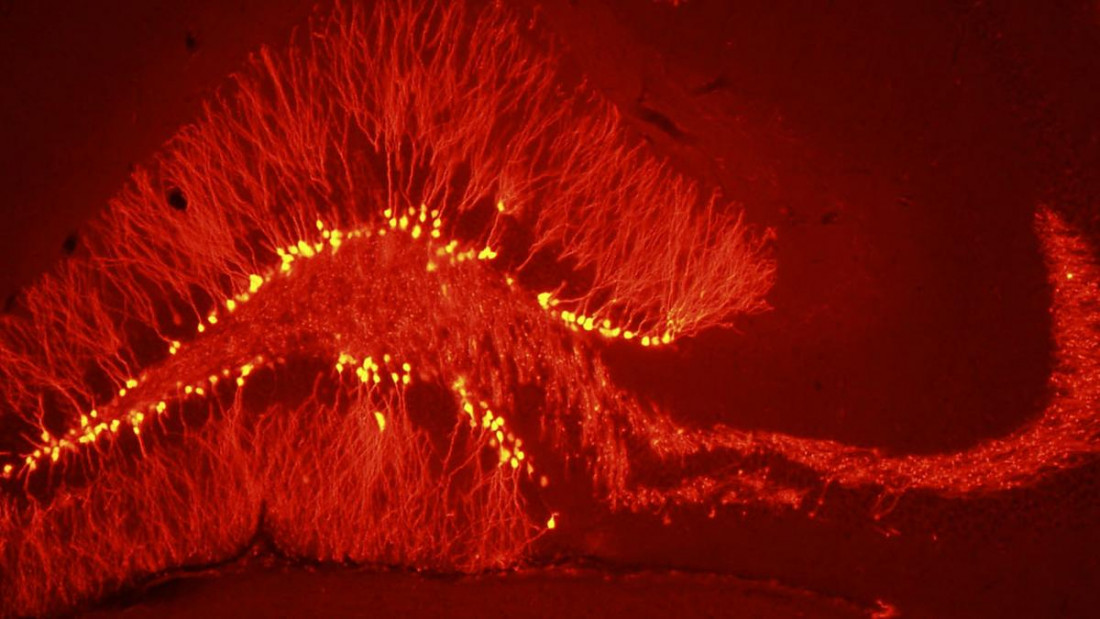 Una investigación argentina detectó que el cerebro genera neuronas para "remodelar" memorias