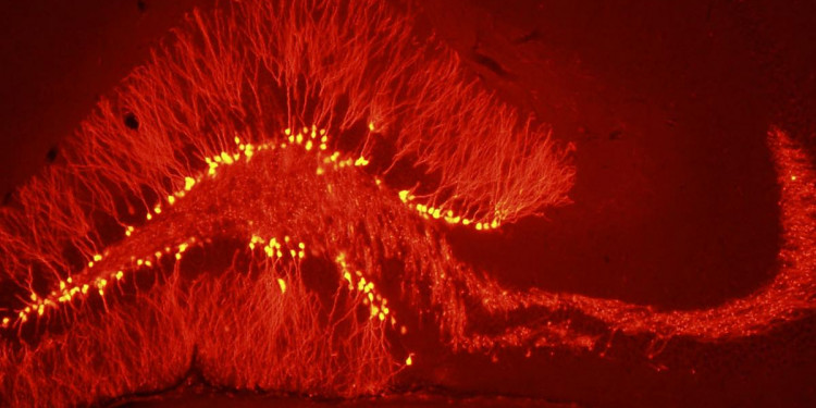 Una investigación argentina detectó que el cerebro genera neuronas para "remodelar" memorias