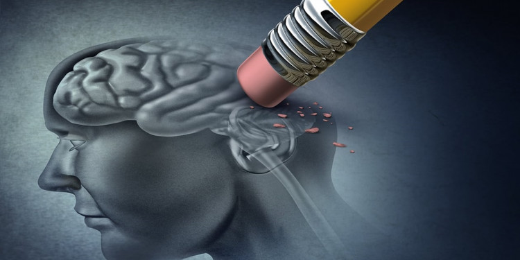 Diseñan un modelo que simula la actividad cerebral para ensayar tratamientos de enfermedades neurodegenerativas