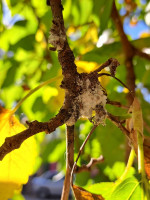 El calor prolongado multiplicó una plaga pegajosa en el arbolado público
