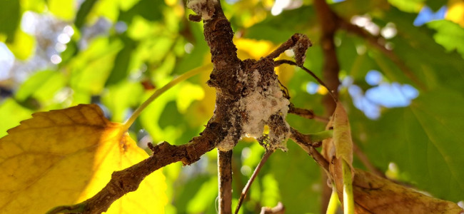 El calor prolongado multiplicó una plaga pegajosa en el arbolado público