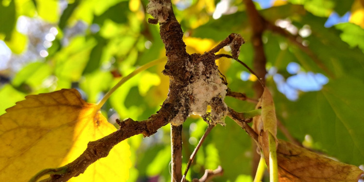El calor prolongado multiplicó una plaga pegajoza en el arbolado público
