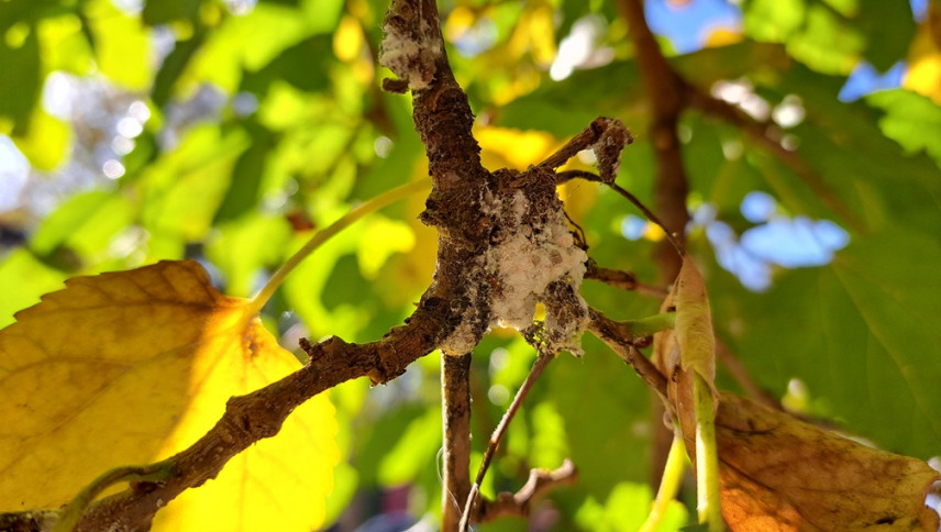 imagen que ilustra noticia El calor prolongado multiplicó una plaga pegajosa en el arbolado público