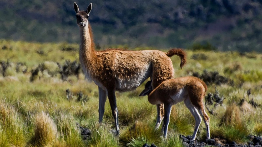 Incorporaron cuatro especies migratorias argentinas a una lista internacional para su conservación