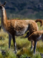 Incorporaron cuatro especies migratorias argentinas a una lista internacional para su conservación