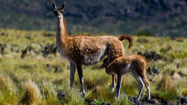 imagen Incorporaron cuatro especies migratorias argentinas a una lista internacional para su conservación