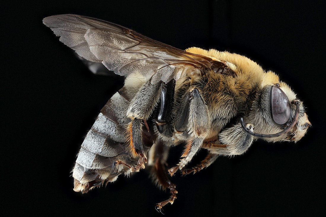 Se inspiran en abejas para fabricar un prototipo de avión