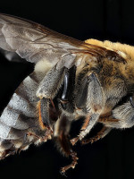 Se inspiran en abejas para fabricar un prototipo de avión