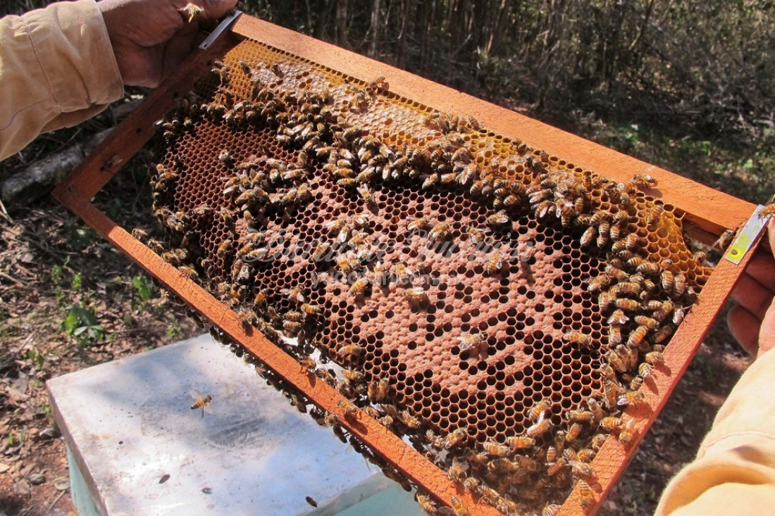 Abejas y apicultura, bajo amenaza de los agrotóxicos
