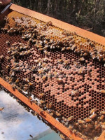 Abejas y apicultura, bajo amenaza de los agrotóxicos