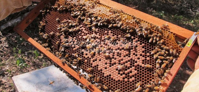 Abejas y apicultura, bajo amenaza de los agrotóxicos