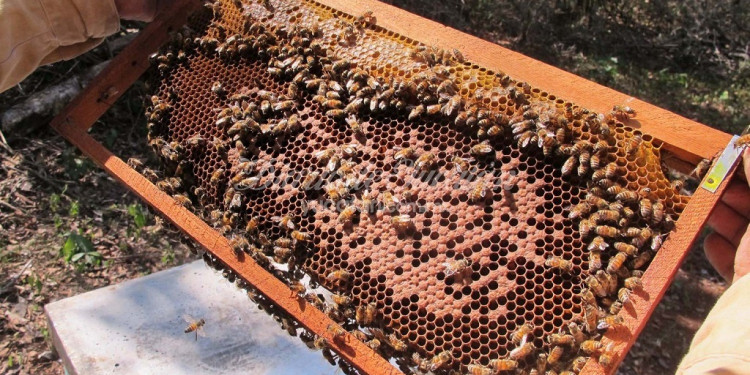 Abejas y apicultura, bajo amenaza de los agrotóxicos