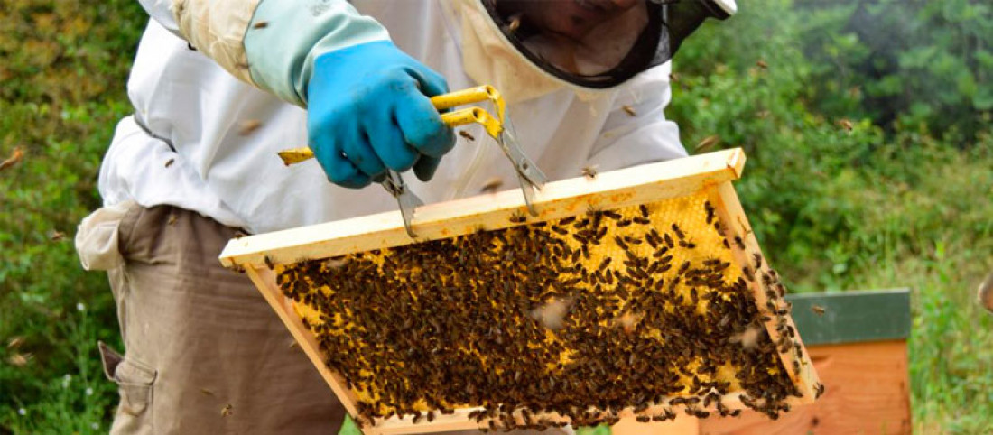 Descubrí la importancia de las abejas en el ecosistema mundial
