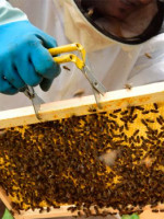 Descubrí la importancia de las abejas en el ecosistema mundial