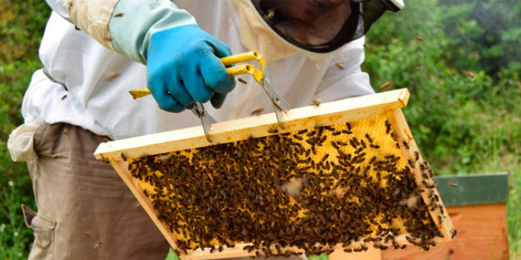 Descubrí la importancia de las abejas en el ecosistema mundial