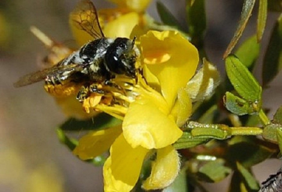 Un viaje al mundo de las abejas en la flora nativa de Villavicencio