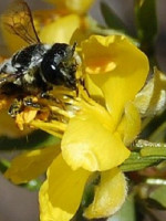 Un viaje al mundo de las abejas en la flora nativa de Villavicencio