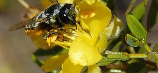 Un viaje al mundo de las abejas en la flora nativa de Villavicencio