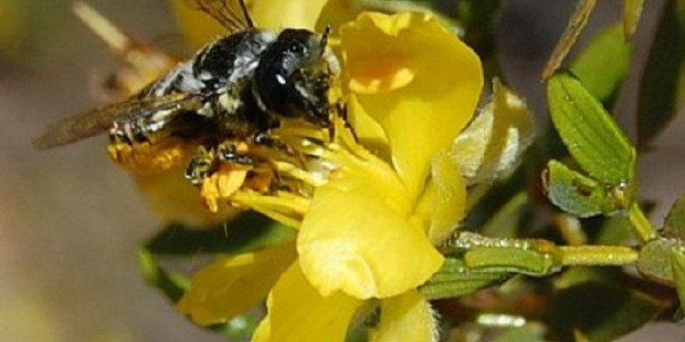 Un viaje al mundo de las abejas en la flora nativa de Villavicencio