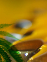 Mendoza ya tiene ley que regula el uso del cannabis medicinal