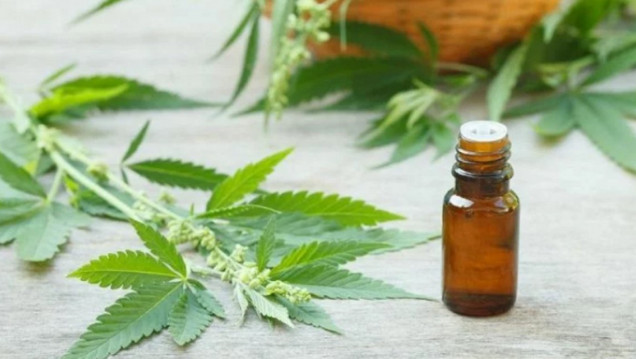 imagen Una obra social deberá costear el cannabis medicinal para una niña