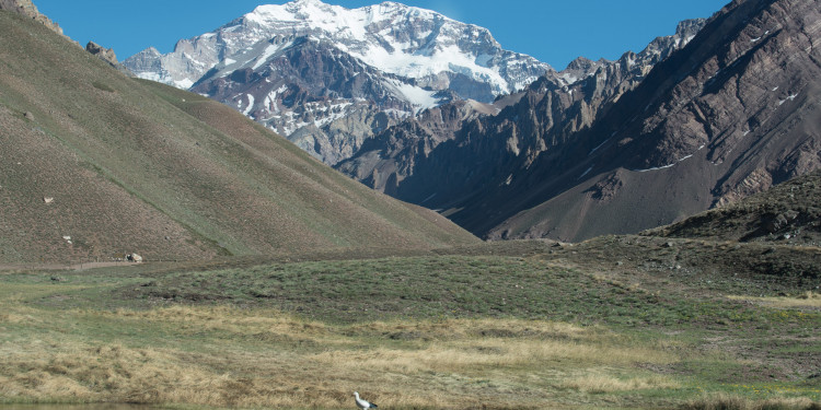 Aconcagua: solo el 20% de los andinistas que intentó hacer cumbre llegó a la cima