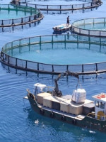 Acuicultura sustentable: qué es y cómo puede ser uno de los sectores productivos con mayor potencial