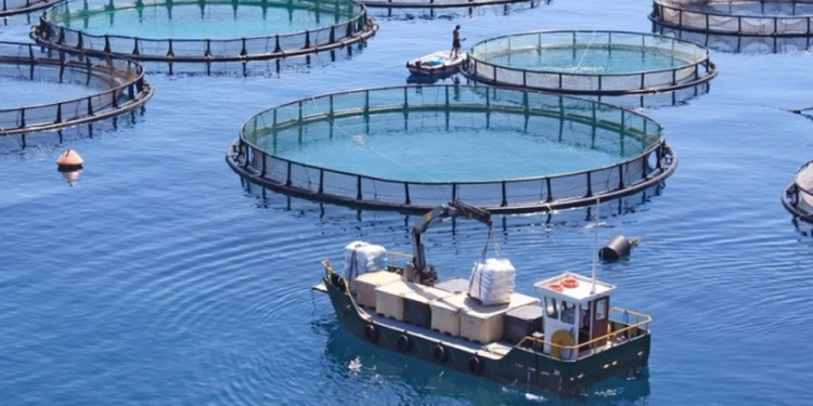 Acuicultura sustentable: qué es y cómo puede ser uno de los sectores productivos con mayor potencial