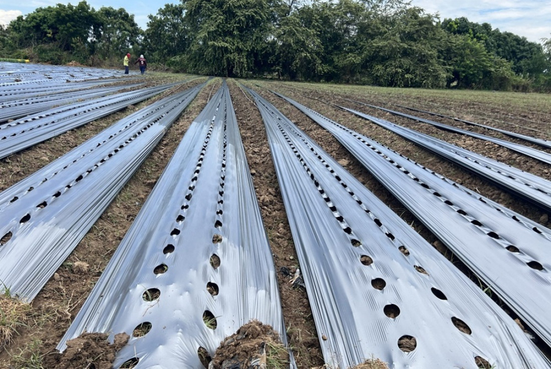 Una nueva malla biodegradable podría sustituir al plástico en el agro mendocino