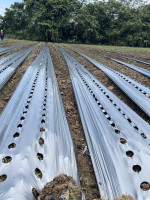 Una nueva malla biodegradable podría sustituir al plástico en el agro mendocino