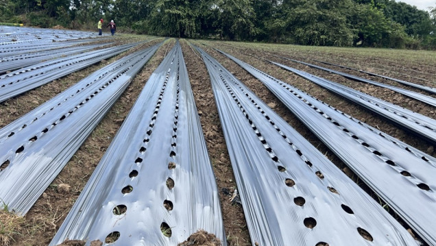 imagen Una nueva malla biodegradable podría sustituir al plástico en el agro mendocino