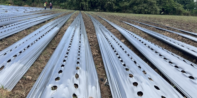 Una nueva malla biodegradable podría sustituir al plástico en el agro mendocino