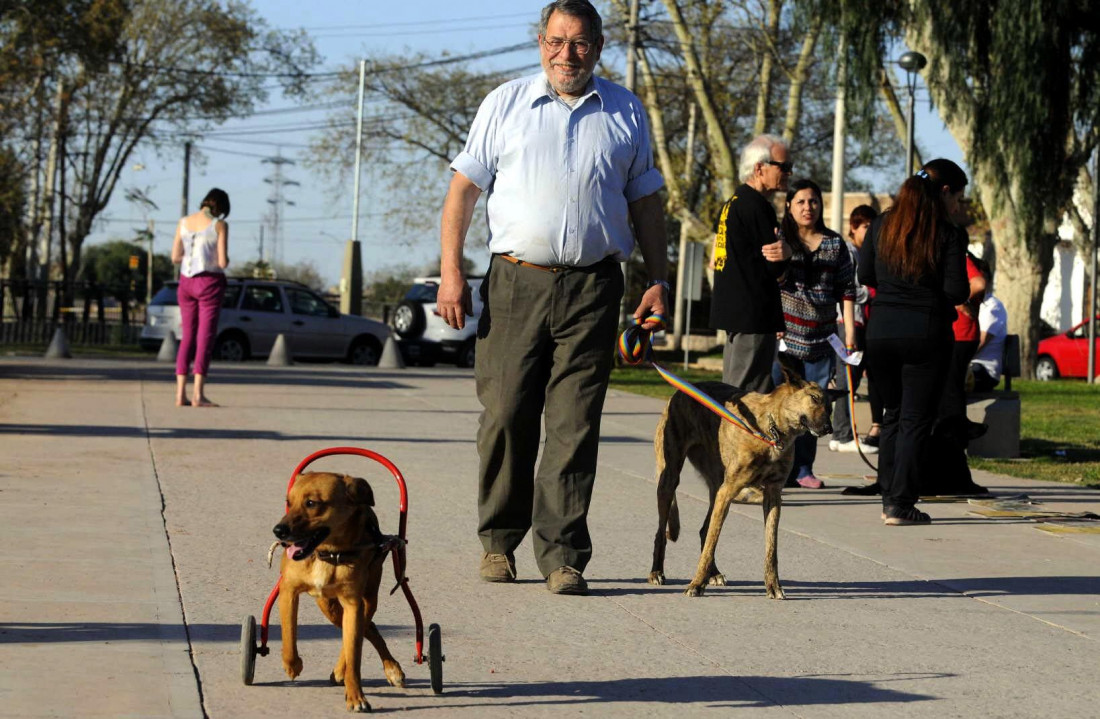 Perritos con rueditas, una alternativa de vida 