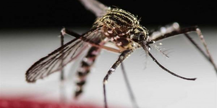 Misiones:confirman la primera muerte por dengue 