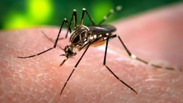 imagen El primer caso local de zika fue por transmisión sexual