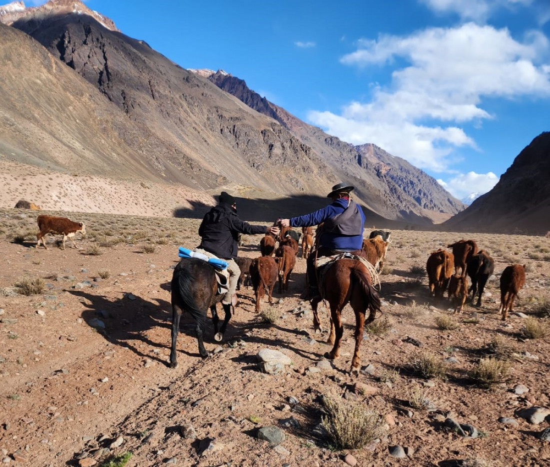 Un proyecto busca mejorar la producción de vacas en Uspallata y lograr el abastecimiento local