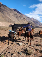 Un proyecto busca mejorar la producción de vacas en Uspallata y lograr el abastecimiento local