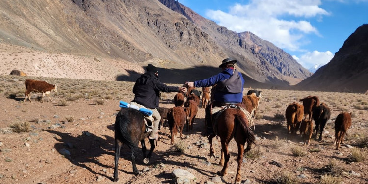 Un proyecto busca mejorar la producción de vacas en Uspallata y lograr el abastecimiento local