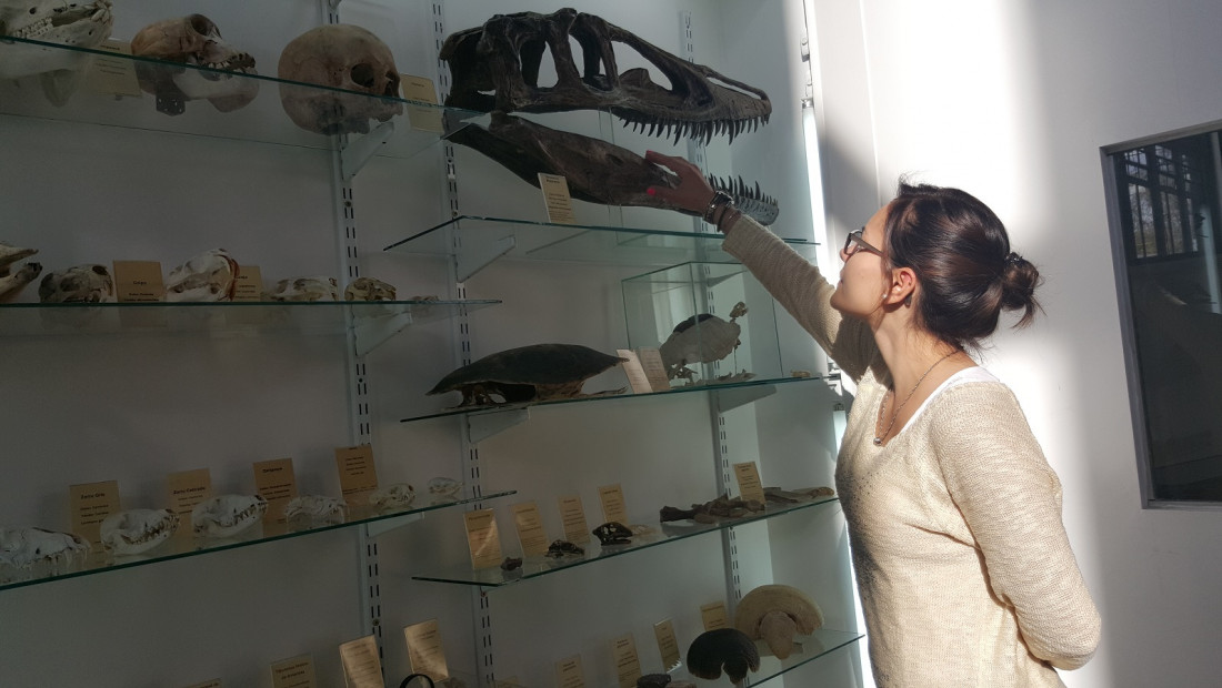 Inauguraron colección de esqueletos y fósiles para visitar