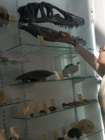 Inauguraron colección de esqueletos y fósiles para visitar