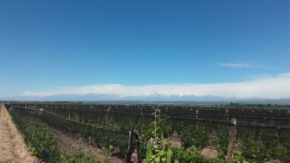 El Gobierno rematará tierras en plena "zona Malbec"