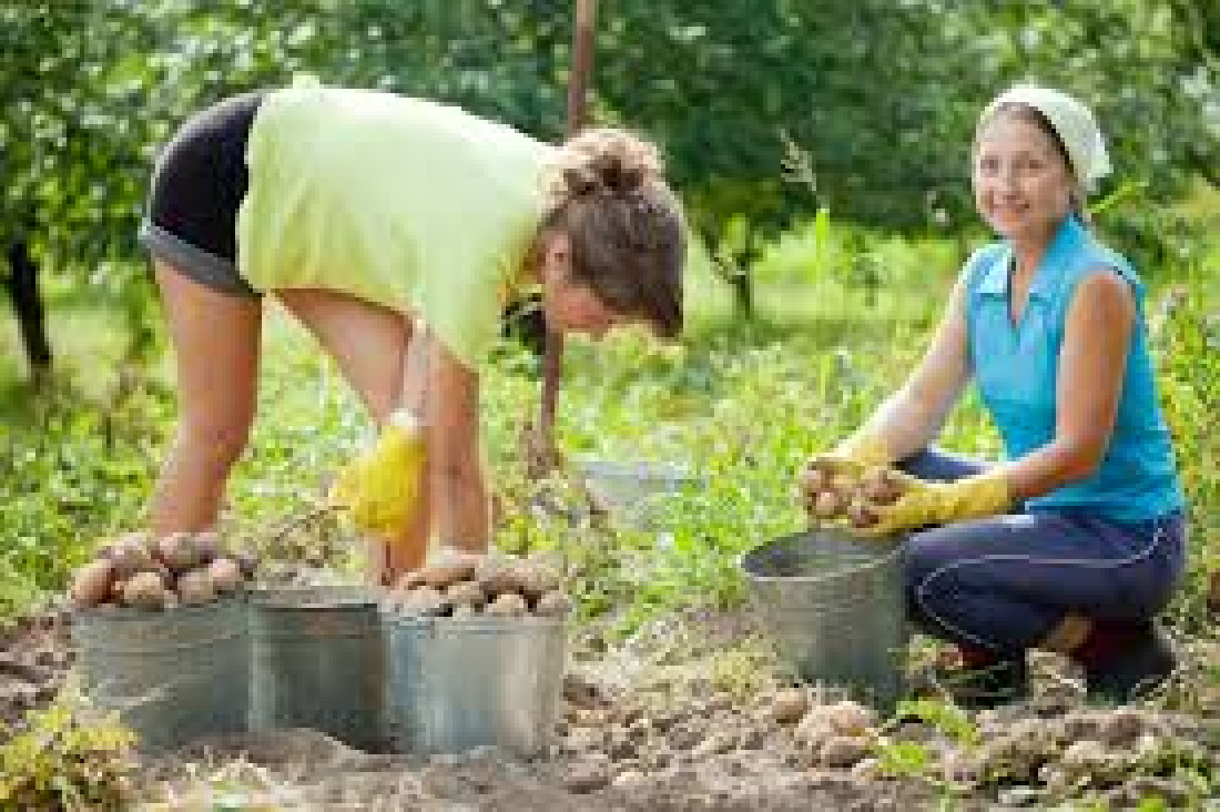 Mejores alimentos por ley