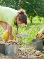 Mejores alimentos por ley