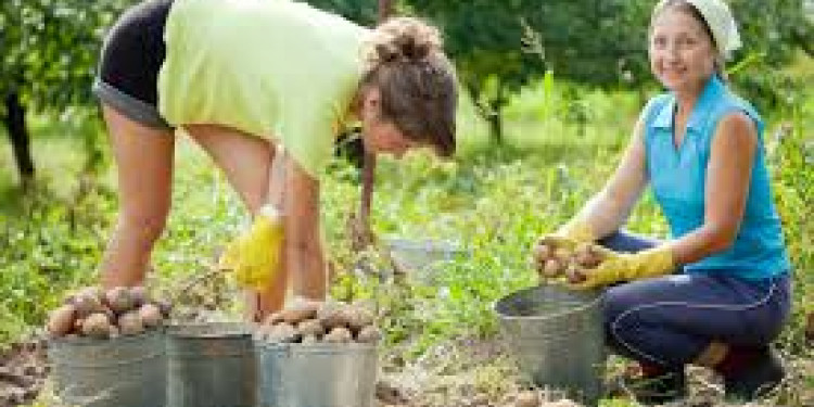 Mejores alimentos por ley