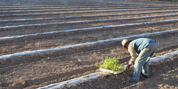 El año en que advertimos cuántas familias viven de la tierra