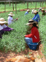 Cristina destina fondos para el plan de agricultura familiar