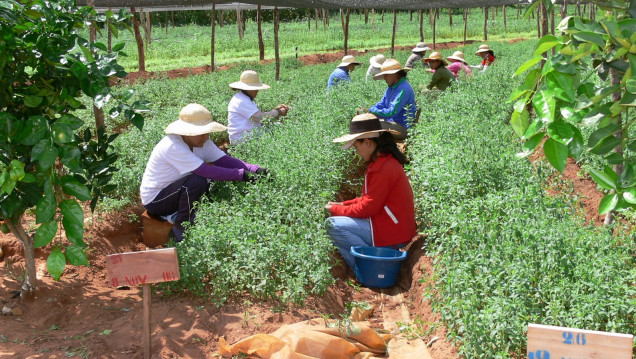 imagen Cristina destina fondos para el plan de agricultura familiar