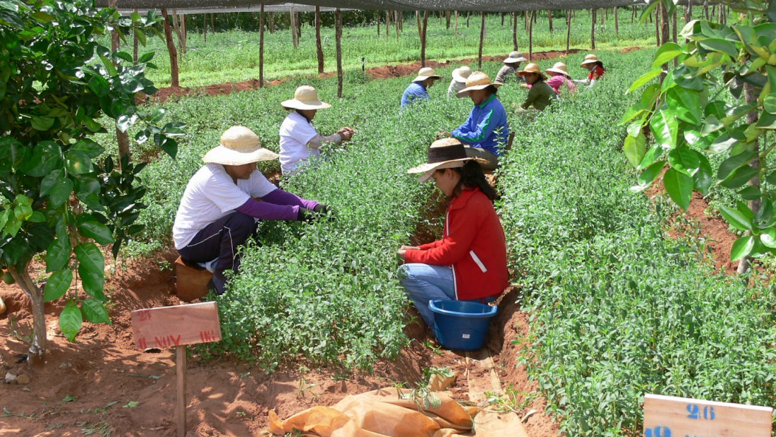 Congreso: es ley el proyecto de Agricultura Familiar