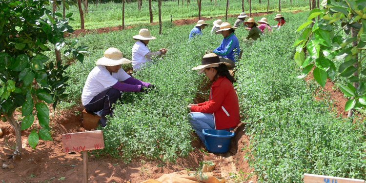 Congreso: es ley el proyecto de Agricultura Familiar